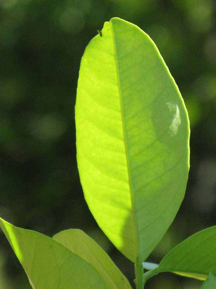              Unifoliolate leaf (Winter Haven, FL)       